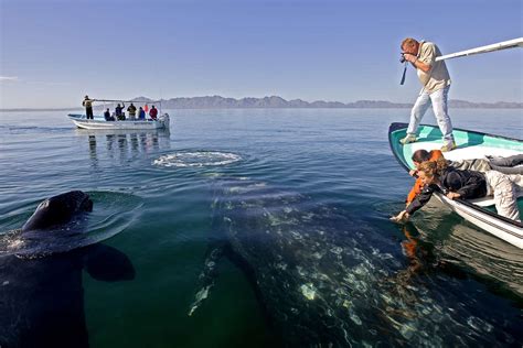 How to Go Whale Watching in Baja California Sur, Mexico