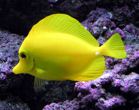 Coral reef fish | Earth Blog