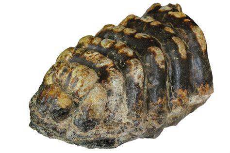 Stegodon Fossils For Sale - FossilEra.com