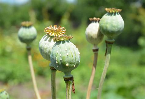 Foto de Papoula Do Ópio Closeup De Papaver Somniferum O Cultivo De Papoula e mais fotos de stock ...