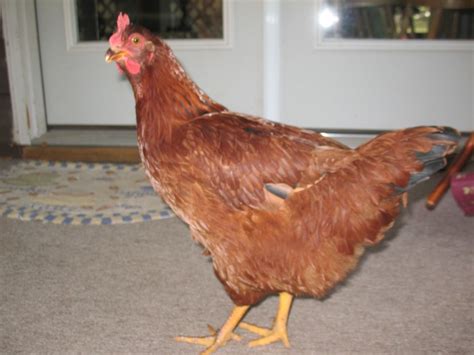 New Hamshire or Production red? Hen or Roo? | BackYard Chickens - Learn ...