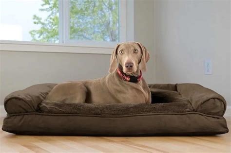 5 Best Large Dog Beds for Big Breeds [Top Recommendations & Guide]