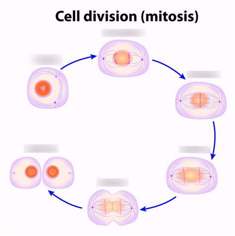 Stages Of Mitosis Diagram Labeled