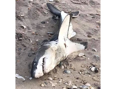 Baby Great White Shark Found Dead On Fire Island Beach | Fire Island ...