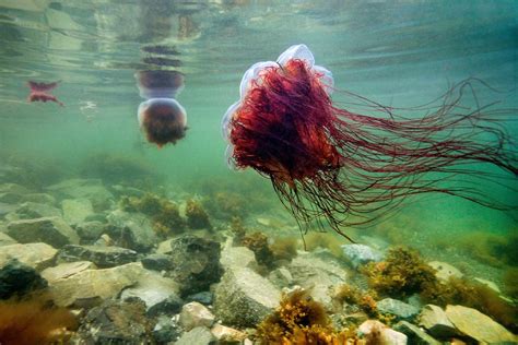 Lion's Mane Jellyfish Facts