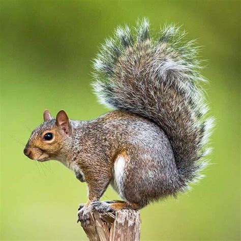 Gray Squirrel Identification, Habits & Behavior | Johnson Pest Control