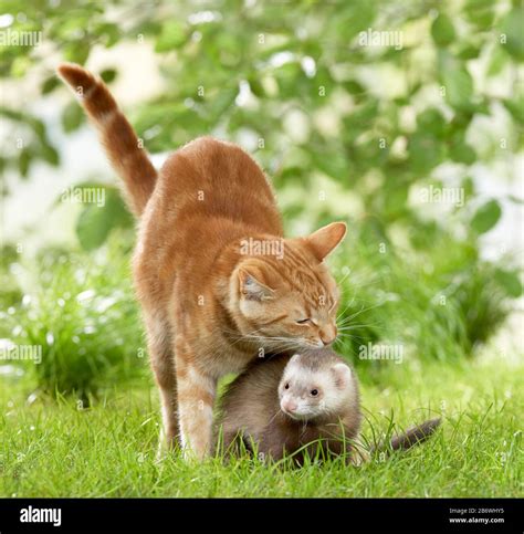 Animal friendship: Ferret and adult domestic cat playing on a meadow ...