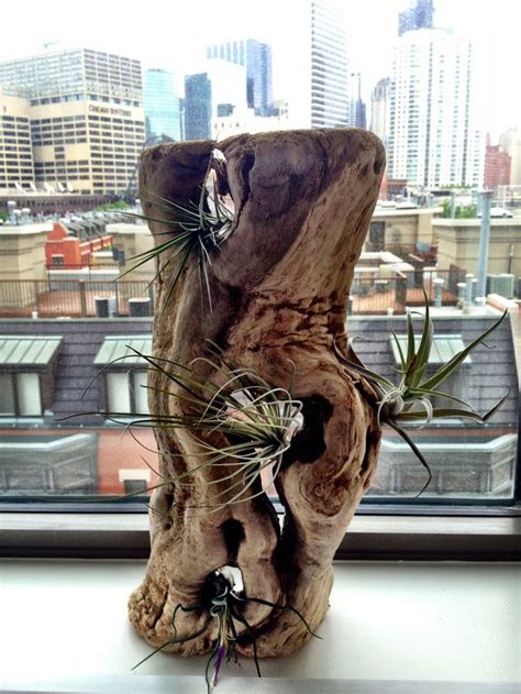 Driftwood with air plants | Driftwood art, Air plants decor, Air plants diy