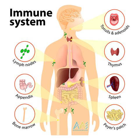 Strengthen Immune System Functions Naturally- AAI Clinic