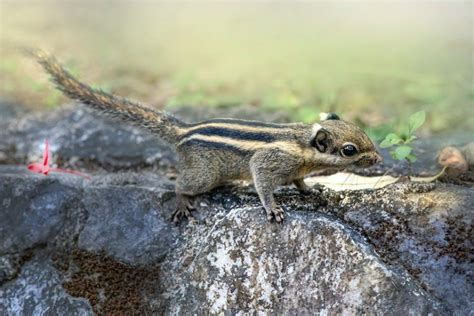 Do Chipmunks Hibernate? Exploring the Hibernation Habits of These Small Mammals - Animascorp