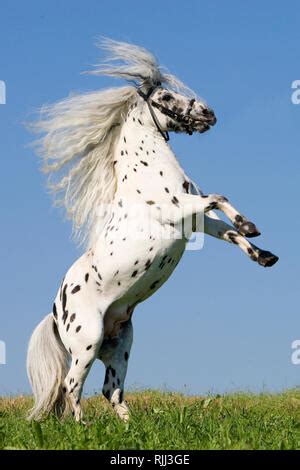 Shetland Pony. Miniature Appaloosa rearing in a field of flowering Lacy Phacelia. Germany Stock ...