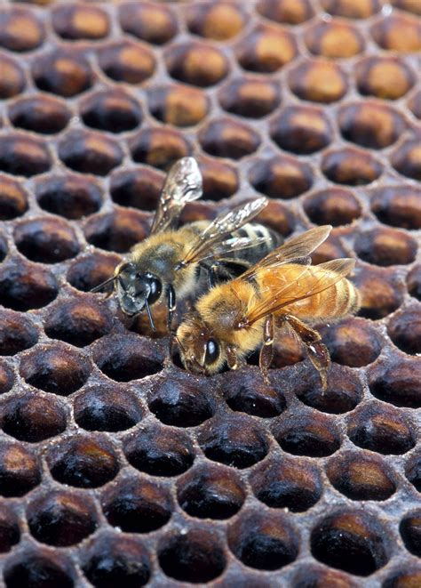 Africanized honeybee | Description, Aggressive, History, & Facts ...