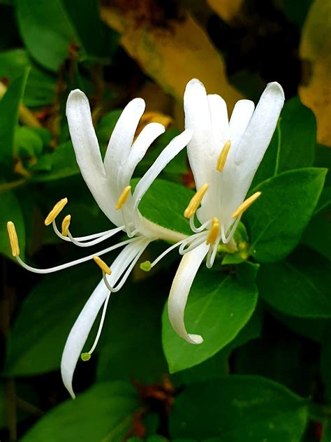 Honeysuckle Flower Plant White - Free photo on Pixabay - Pixabay