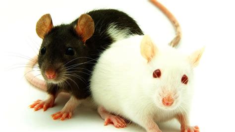 Pet Rat Varieties | Pet Rats - YouTube