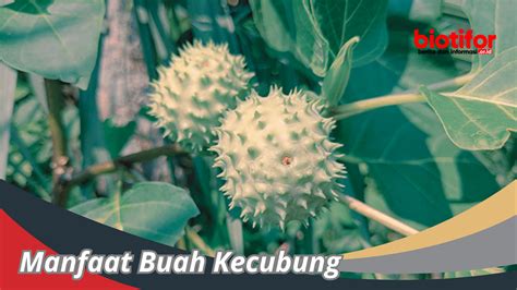 Manfaat Buah Kecubung : Buah Yang Menakjubkan