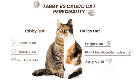 Tabby Vs Calico Cat: Key Differences