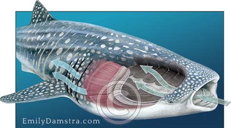 Filter feeding anatomy of the whale shark – Emily S. Damstra – Emily S. Damstra