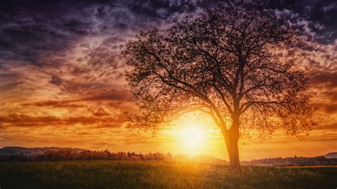 Sunset Nature Trees Wallpaper,HD Nature Wallpapers,4k Wallpapers,Images ...