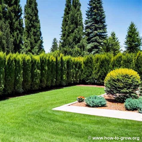 Expert Tips: How To Successfully Grow Cedar Trees In Your Backyard