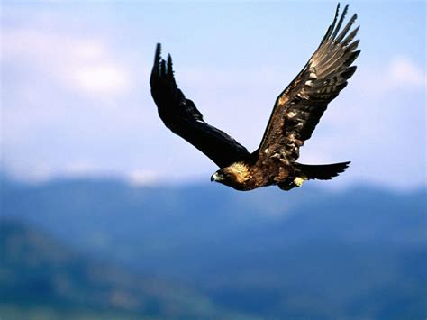 Golden Eagle Wallpapers - Top Free Golden Eagle Backgrounds ...