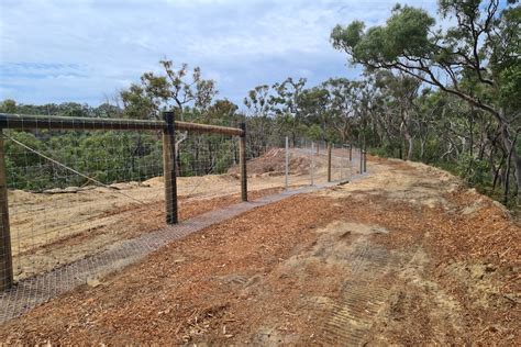 New dingo fence around K'gari's Orchid Beach will protect humans and ...