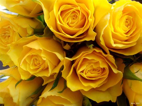 Yellow Roses Wallpapers - Wallpaper Cave