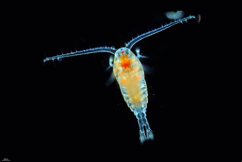 Crustacea - Classe Maxillopoda, Subclasse Copepoda (Ordem: Calanoida ...