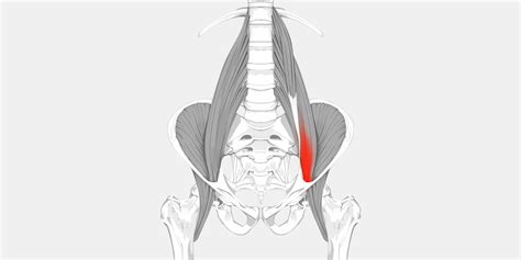 Hip Flexor Strain - The Complete Injury Guide - Vive Health