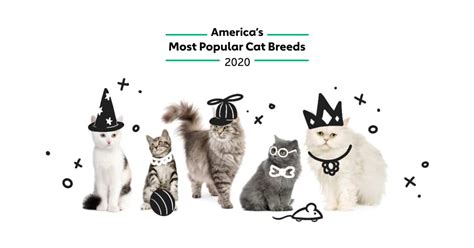 America’s Most Popular Cat Breeds | Rover.com