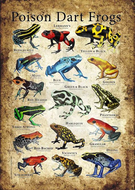 Poison Dart Frogs Poster Print