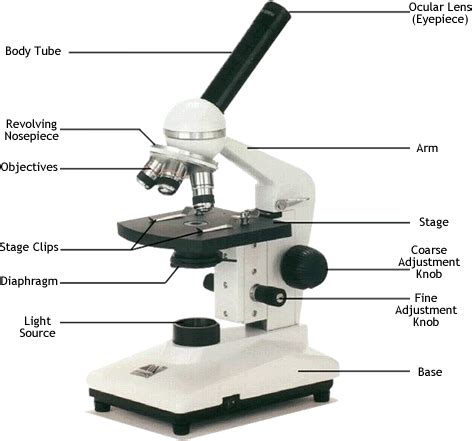 Compound Microscope Normal Adjustment - SantostaroRangel