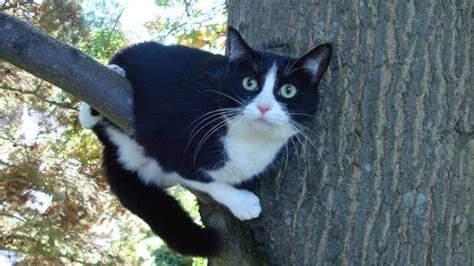 Helpful Tips – Cat in a Tree Emergency Rescue