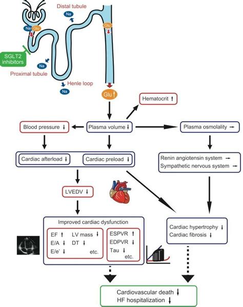 Effect of SGLT2 inhibitors on cardiac function and cardiovascular... | Download Scientific Diagram