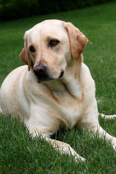 Labrador Retriever Breed Information: The Doggie Matchmaker - PetHelpful