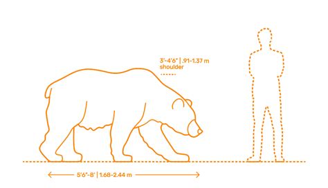 Average Height of a Grizzly Bear Standing Up - AbrilkruwHartman