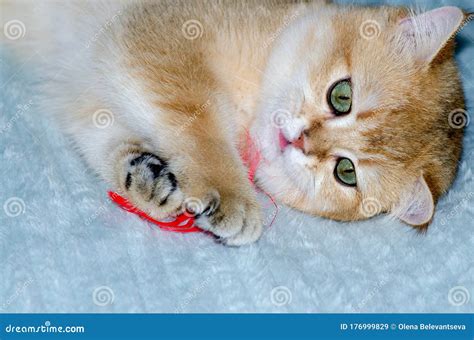 Cute British Purebred Kitten is Playing with a Feather on a Blue Blanket Stock Image - Image of ...