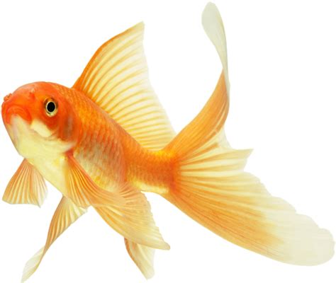 background-Goldfish-transparent | Goldfish, Fish drawings, Beautiful fish