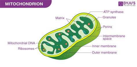 Mitochondria Diagram