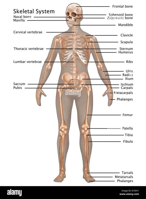 Female Skeleton Diagram