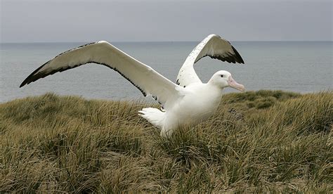 Wandering Albatross Size