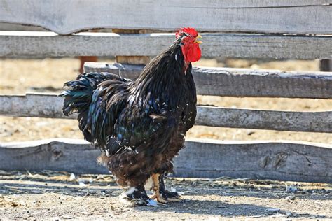 Jersey Giant Chicken Breed Guide