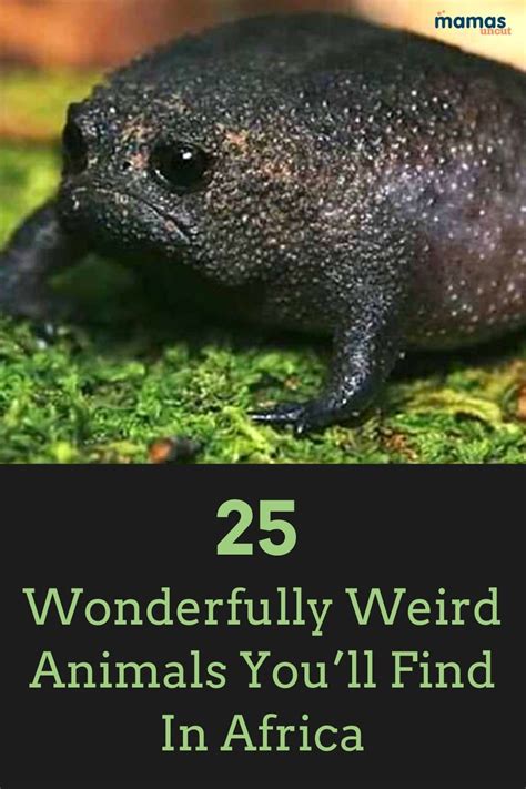 25 Wonderfully Weird African Animals You Won't See On Safari | Weird ...