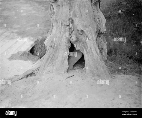 The a birch tree growing through the hollow husk of an old oak tree ...