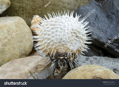 Inflated Puffer Fish On Beach Stock Photo 280638803 - Shutterstock