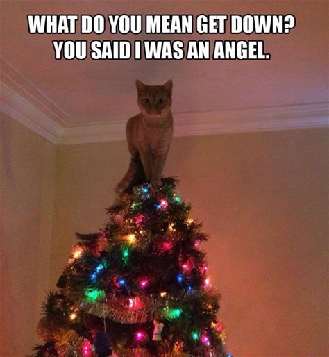 funny cat on top of christmas tree - Dump A Day