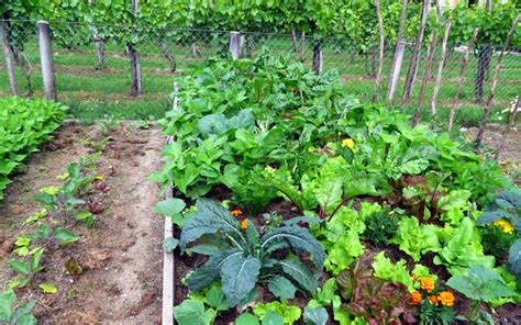 10 Sustainable Farming Methods and Practices | Greentumble