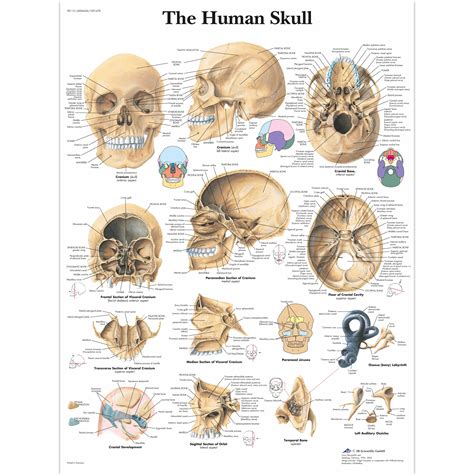 Human Skull Chart - 4006656 - VR1131UU - Skeletal System - 3B Scientific