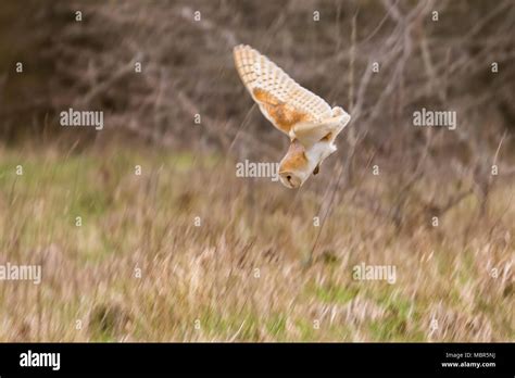 Barn Owl Hunting Stock Photo - Alamy