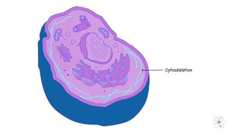 Cytoskeleton: Definition, Structure & Function (with Diagram) | Sciencing