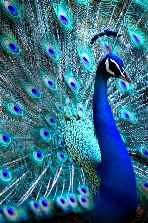 Peacock